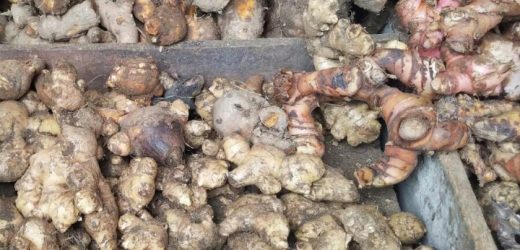 Harga Jahe Di Kota Serang Alami Kenaikan