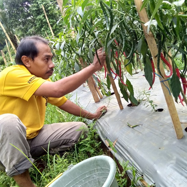 BPP Cisata Panen Perdana Cabai Keriting Hasil Teknologi Demplot