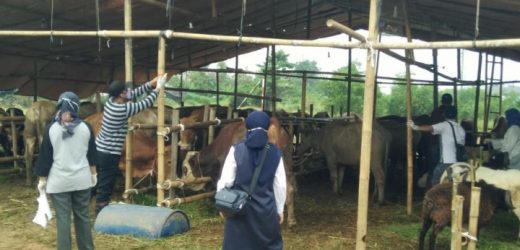 Masa Pandemi Covid 19, Pedagang Hewan Qurban Prediksi Omset Turun Hingga 25 Persen