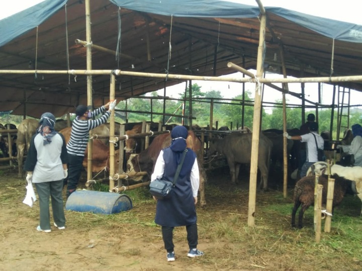 Masa Pandemi Covid 19, Pedagang Hewan Qurban Prediksi Omset Turun Hingga 25 Persen