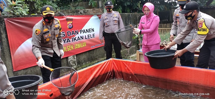 Keren, Polsek Jawilan Panen Sayuran dan Lele, Hasilnya Dibagikan ke Warga