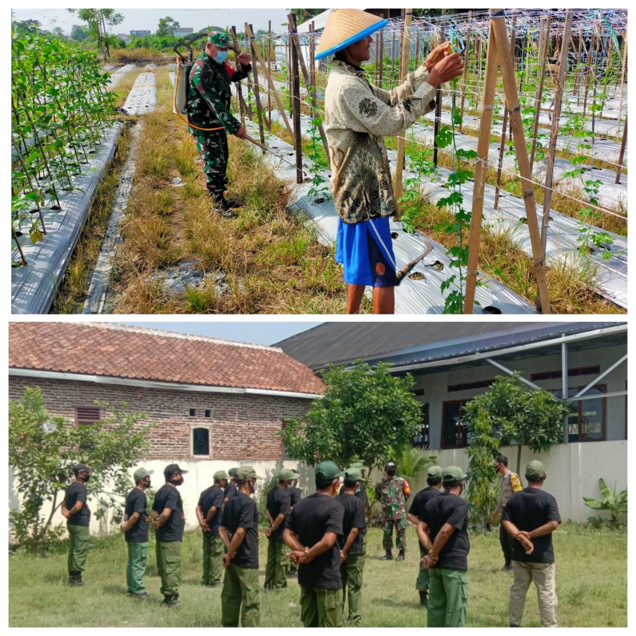 Babinsa Koramil 2303/Pulomerak melakukan Kegitan Ketahanan Pangan dan Pendisplinan  Kepada Satlinmas