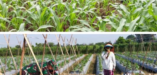 Babinsa Koramil 2303/Pulomerak Melaksanakan BINTAHWIL Di kel. Rawa Arum dan Kel. Pabean Kota Cilegon