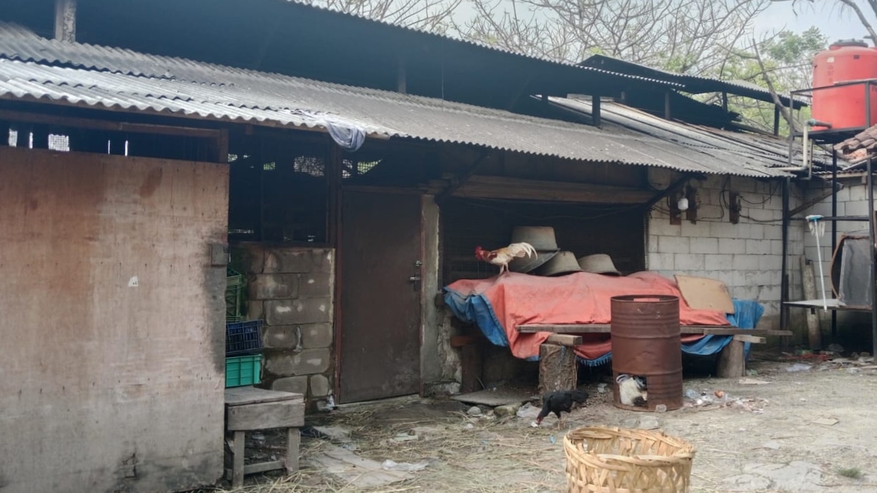 Pabrik Tahu dan Kandang Sapi di Lapak Sukmajaya Diduga Ilegal, Warga: Keluhkam Pencemaran Lingkungan